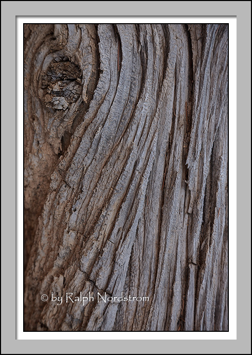 Decayed Log 1, Bryce Canyon National Park, Utah
