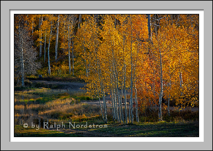 Aspen, Kolob Reservoir