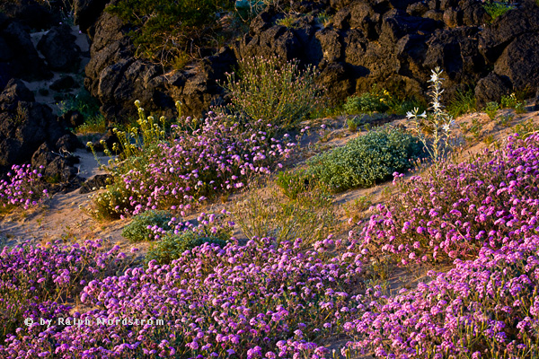 Amboy Spring Morning, Joshua Tree National Park, California