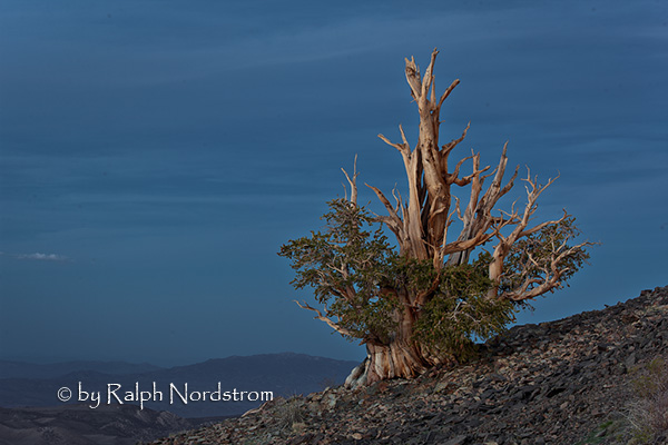 Bristlecone Dusk (2010)