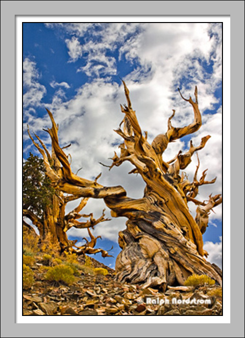 Bristlecone Pine
