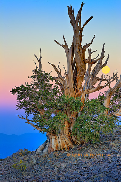 Bristlecone Twilight, White Mountains, Eastern Sierra, California