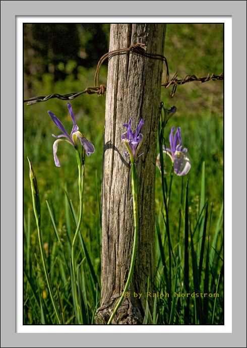 Wild Irises