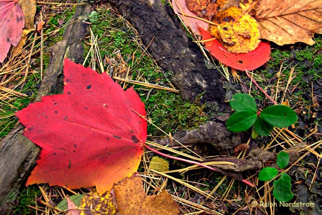 Autumn Still Life, Minnesota