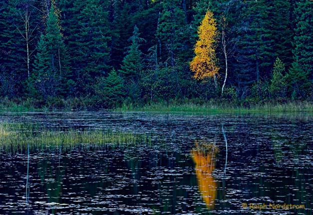 Minnesota Pond, Boundrary Waters, Minnesota