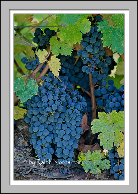 Napa Grapes, California