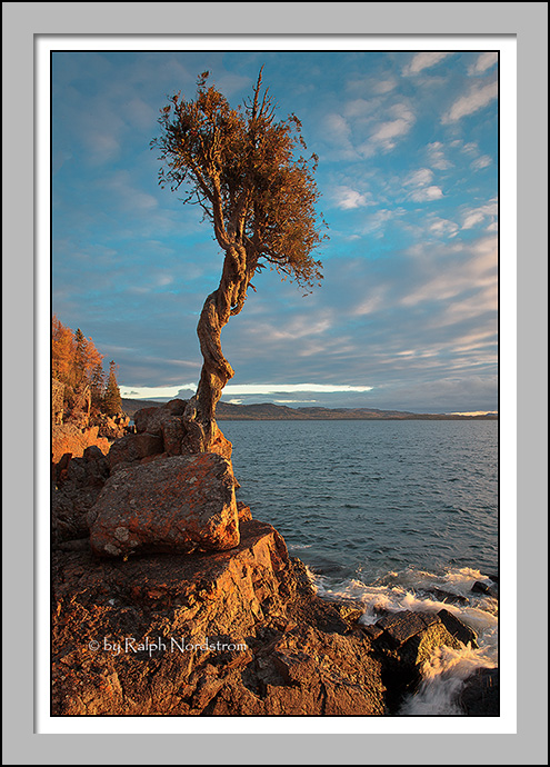 Spirit Tree, Lake Suprior, Minnesota