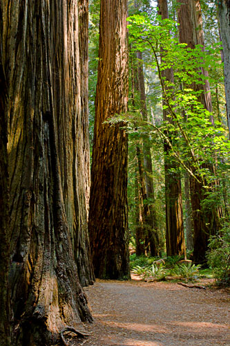 Stout Grove, Crescent City, Redwoods National Park, California