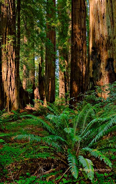 Stout Grove, Crescent City, Redwoods National Park, California