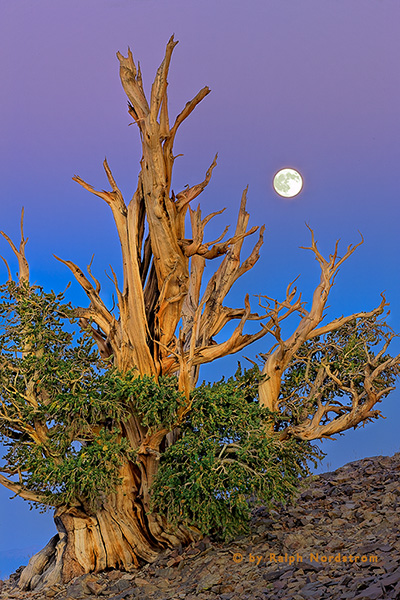 Bristlecone Moon
